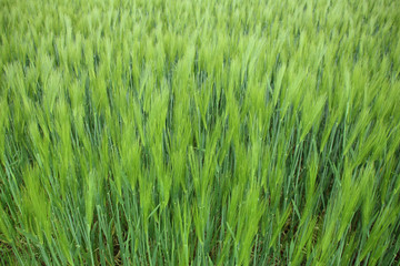 long rows of young green planted rye, spike field, agricultural concept, growing crop, environmentally friendly plants
