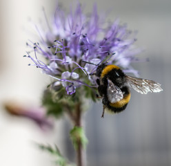 Insect in macro with flower
Insecte en macro sur une fleur