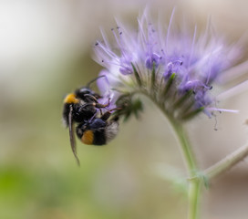 Insect in macro with flower
Insecte en macro sur une fleur