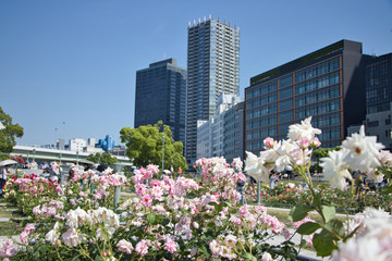 大阪 中之島公園のバラ園