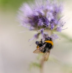 Insect in macro with flower
Insecte en macro sur une fleur
