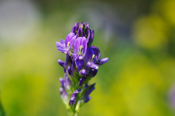 Obraz premium blue and purple flowers