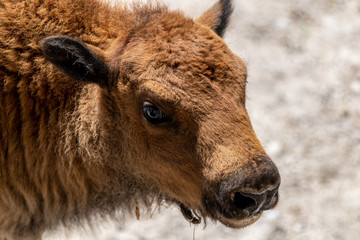 American bison at the Lisbon Zoo, May 2020, Portugal © Rui