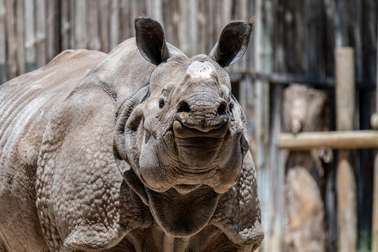 Rhinoceros unicornis at the Lisbon Zoo, May 2020, Portugal