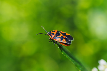Fototapeta na wymiar ladybird on a leaf