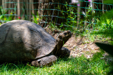 Obraz premium Turtle at the Lisbon Zoo, May 2020, Portugal