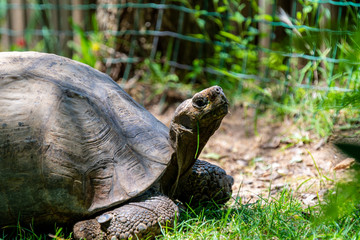 Turtle at the Lisbon Zoo, May 2020, Portugal