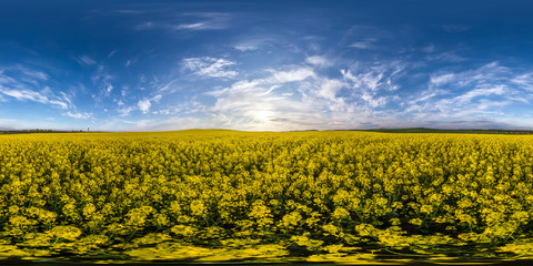 full seamless spherical hdri panorama 360 degrees angle view on among rapseed canola colza fields...