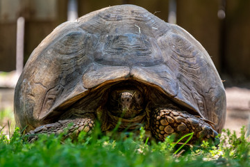 Turtle at the Lisbon Zoo, May 2020, Portugal