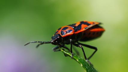 red bug on a leaf
