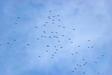 storks swarm flying in the sky as they migrate