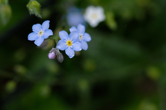 377 Best 忘れな草 Images Stock Photos Vectors Adobe Stock