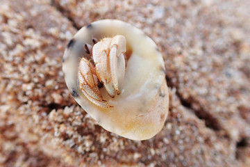 Obraz na płótnie Canvas small shell crab