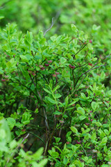 Green blueberry bushes blooming with pink flowers, in the middle of a pine forest.