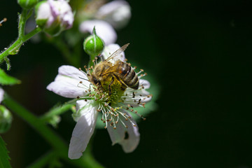 
bee on a white flower and behind it a blurred background