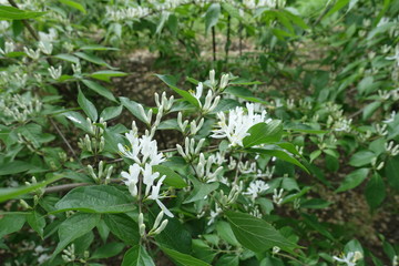 Buds and white flowers of Amur honeysuckle in mid May