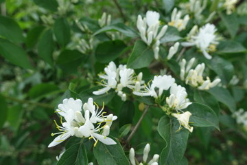 Closeup of white flowers of Amur honeysuckle in mid May