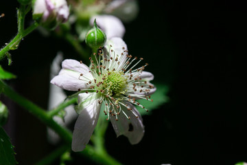 
bee on a white flower and behind it a blurred background