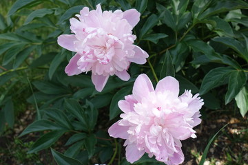 2 light pink flowers of peonies in May