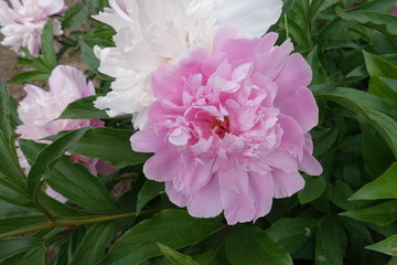 Big pink flowers of peony in May