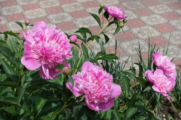 Bright pink flowers of peonies in May