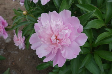 Close shot of light pink flower of peony in May