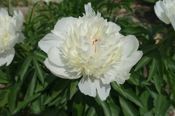 Close shot of big white flower of peony in May