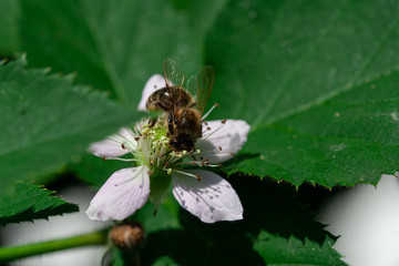
bee on a white flower and behind it a blurred background