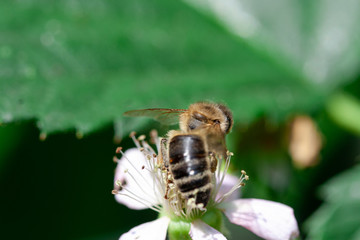 
bee on a white flower and behind it a blurred background