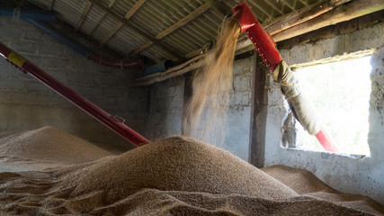 Cereal, wheat, rye - pouring into an antiquated granary on the farm. Grain conveyor.
