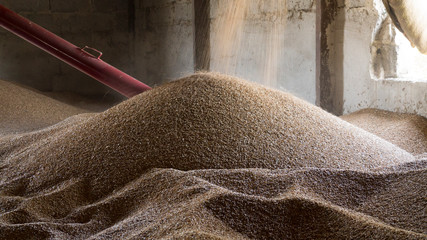 Cereal, wheat, rye - pouring into an antiquated granary on the farm.