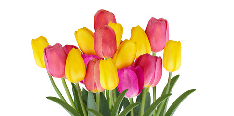 Different beautiful tulips isolated on white.