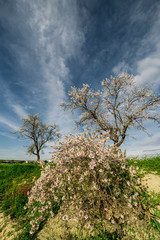 Almendros en flor en Pinto. Madrid. Espa&ntilde;a. Europa.