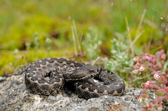St&uuml;lpnasenotter (Vipera latastei) - Snub-nosed viper, Lataste's viper