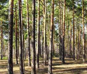 Obraz premium Pine forest on a summer sunny day. Very tall trees.