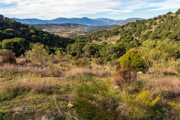 Coniferas y Sierra de Gredos desde el cerro de la Zorra en Cebreros. Avila. España. Europa.