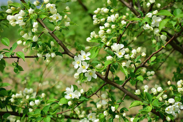 Flowering tree. A branch of a wild apple tree with white flowers.