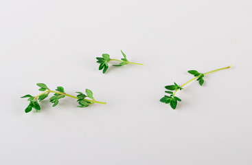 thyme sprig isolated on white background