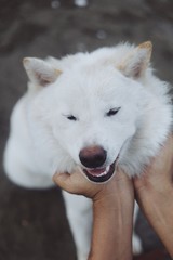 Obraz premium Close up lovely white dog face.