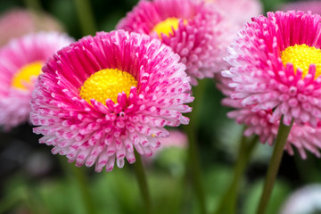 Pink garden daisy Bellis Perennis in close-up. Texture. Background. © Nelly