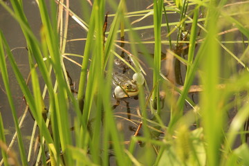 A green frog with inflated throat bubbles sits in the water among the grass. Common view of the common frog.