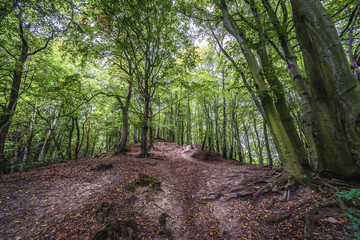 Path in Oliwa Park in Gdansk city in Poland