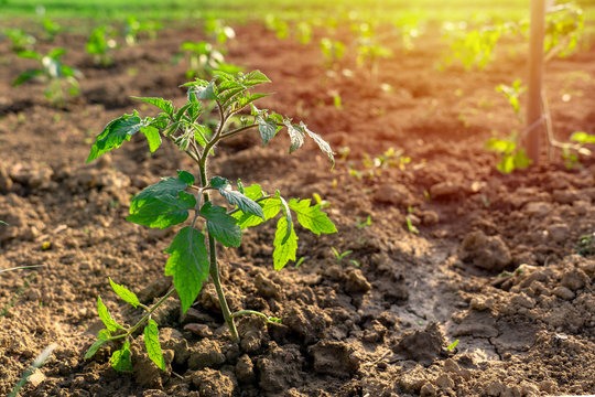 growing tomato seedling in kitchen garden spring sunshine