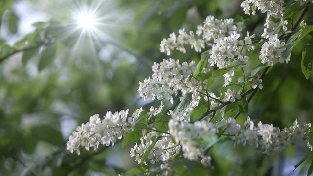 Prunus padus, known as bird cherry, hackberry, hagberry, or Mayday tree, is flowering plant in rose family Rosaceae. It is type species of subgenus Padus, which have flowers in racemes.
