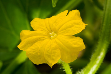 Beautiful yellow flower of cucumber blooming in greenhouse. Close-up. Green leaves and stems in the background