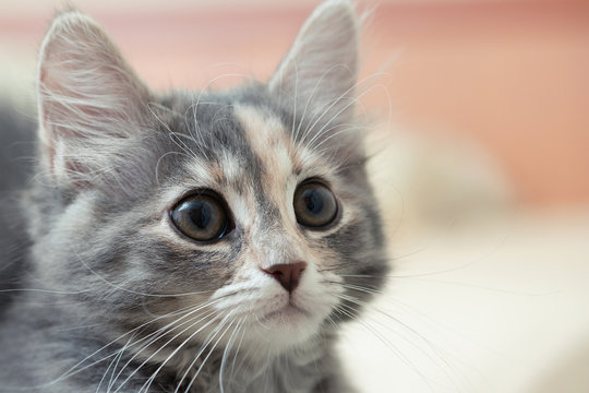 face of a cute gray kitten with expressive eyes and a begging look. Close-up portrait