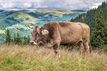 Cow in Rodna Mountains near Borsa town in Romania