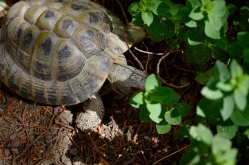 A land turtle in the garden is looking for clover to eat (Pesaro, Italy, Europe)