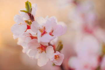 Cherry flowers shot with soft focus lens