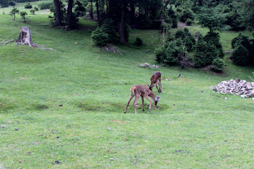 Sika deer in a clearing near the forest. Nature reserve.